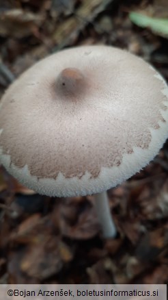 Macrolepiota mastoidea