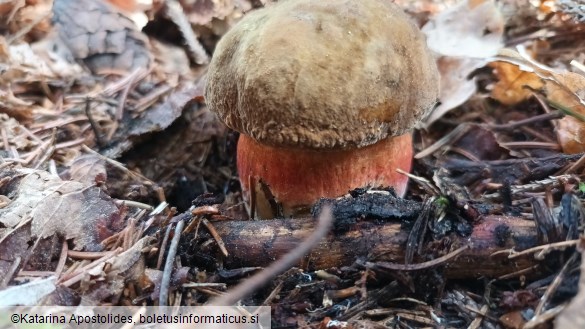 Boletus erythropus