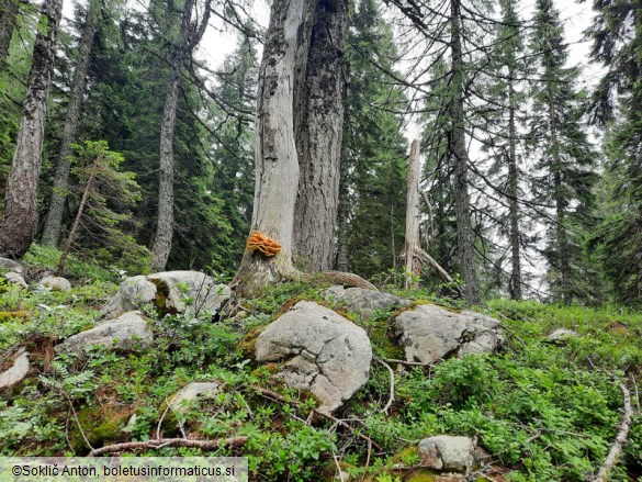 Laetiporus montanus