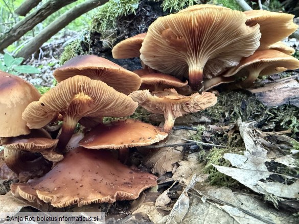Kuehneromyces mutabilis