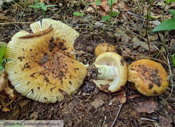 Russula subfoetens