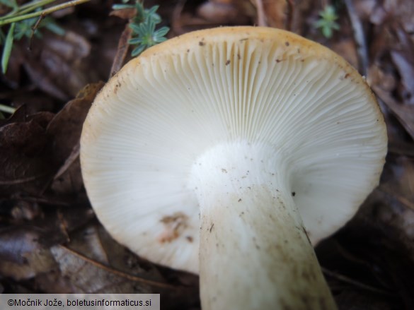 Russula curtipes