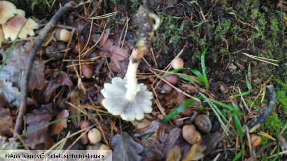 Hypholoma fasciculare