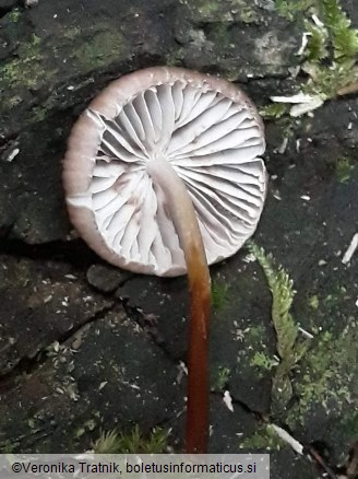 Marasmius wynneae