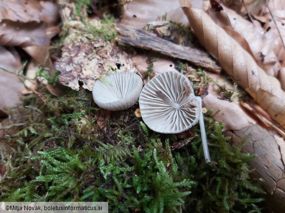 Mycena galericulata