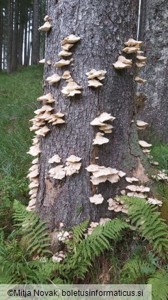 Climacocystis borealis