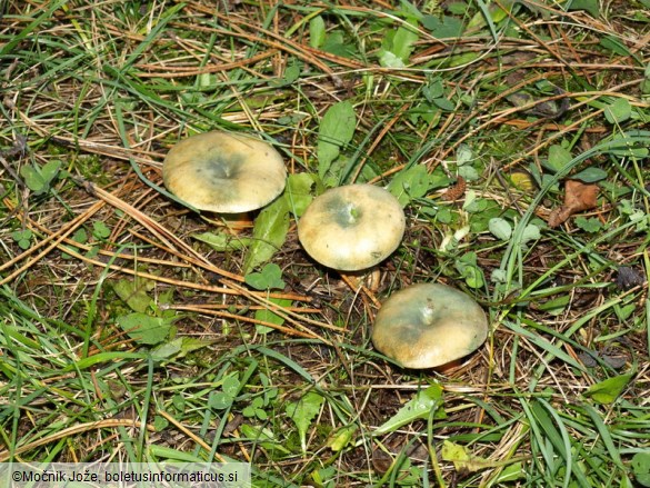 Lactarius semisanguifluus