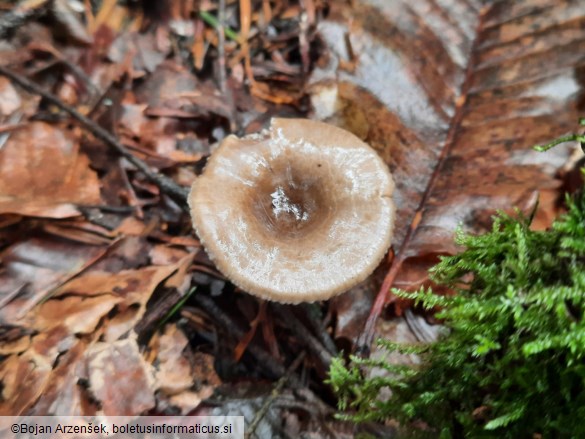 Rhizocybe pruinosa