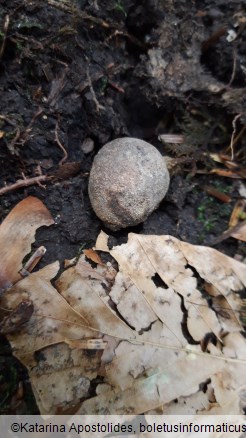 Elaphomyces granulatus