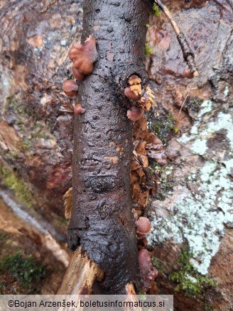 Panellus violaceofulvus