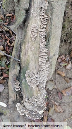 Trametes versicolor