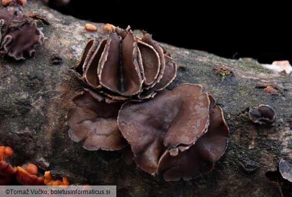 Encoelia fascicularis