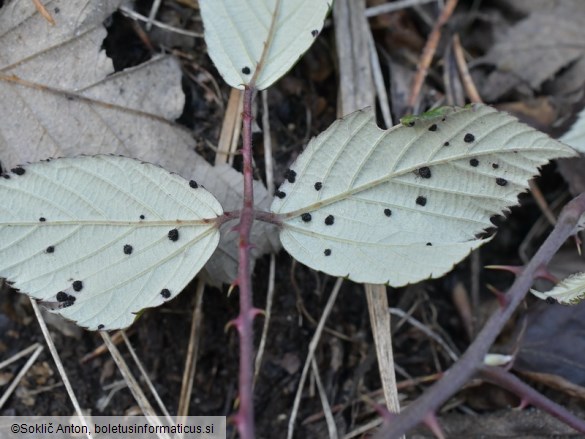 Phragmidium violaceum