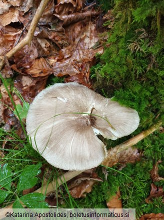 Megacollybia platyphylla