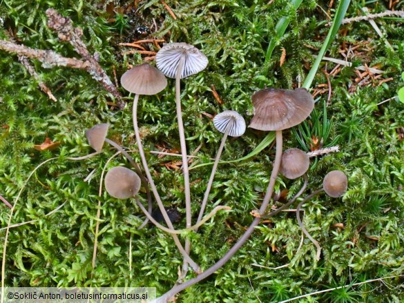 Mycena silvae-nigrae