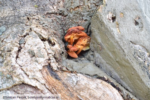 Collybia velutipes