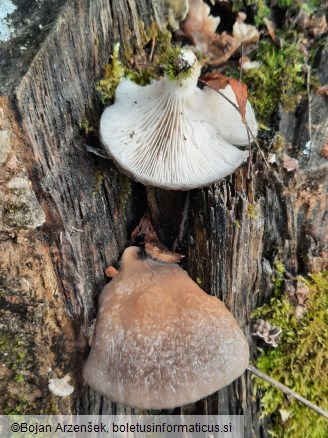 Pleurotus ostreatus