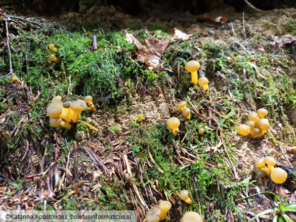 Leotia lubrica