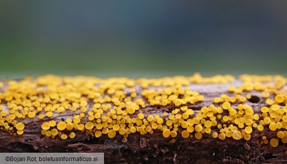 Calycina citrina