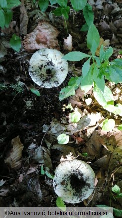 Lactarius vellereus