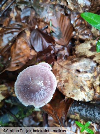 Mycena pura