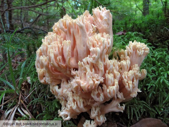 Ramaria formosa