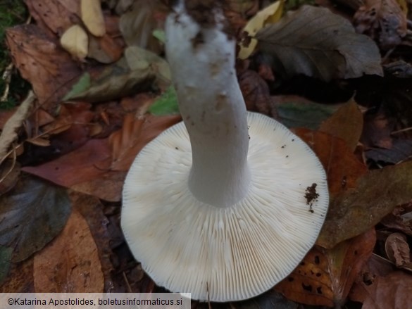 Russula cyanoxantha