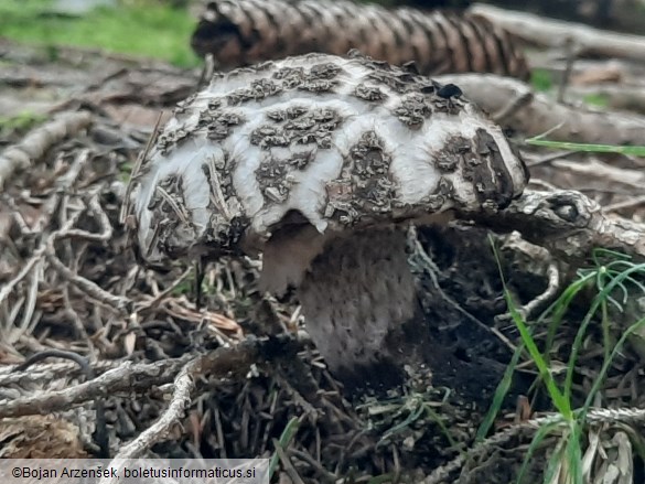 Strobilomyces strobilaceus