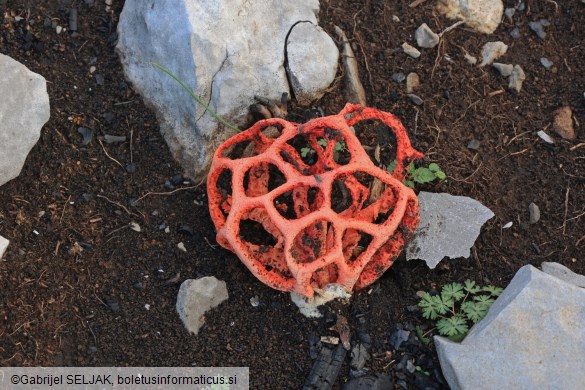 Clathrus ruber