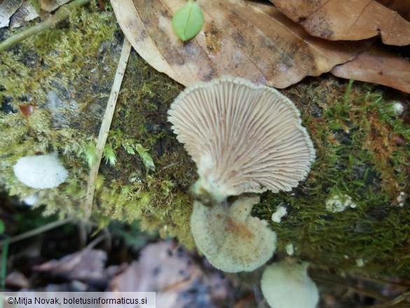 Schizophyllum commune