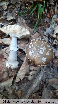 Amanita excelsa