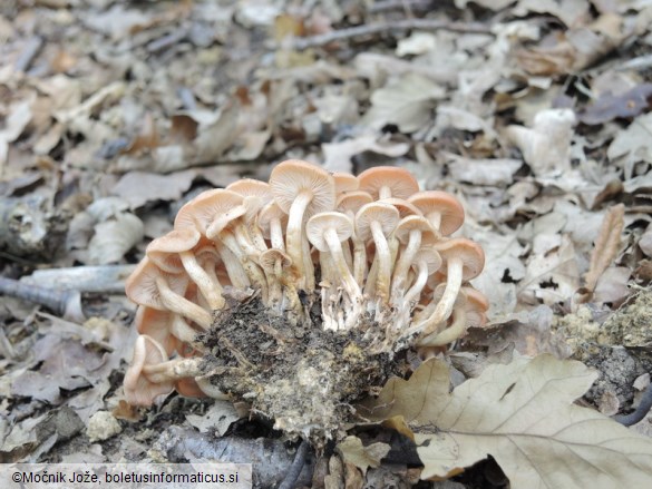 Desarmillaria tabescens