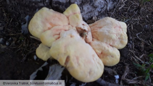 Laetiporus sulphureus