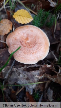 Lactarius chrysorrheus