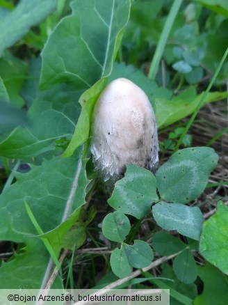 Coprinus comatus