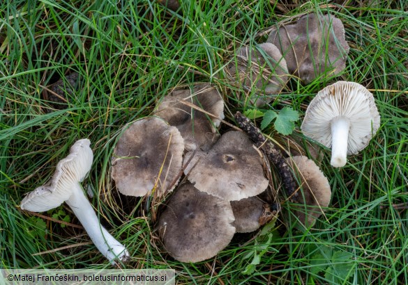 Tricholoma terreum