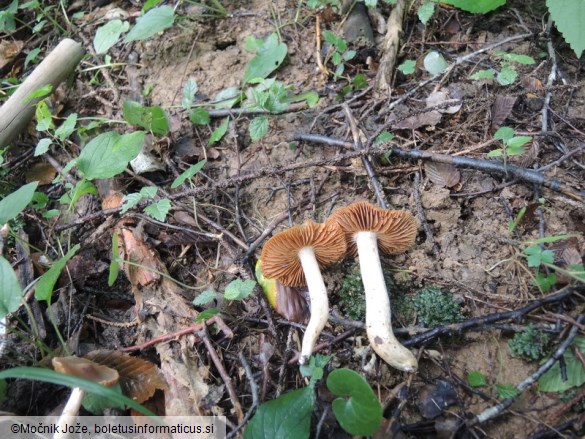 Cortinarius obtusus