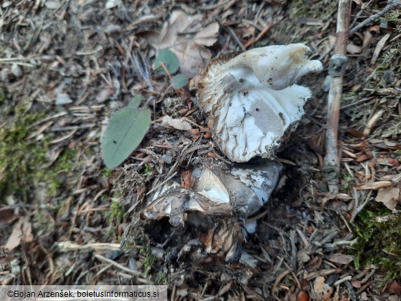 Hygrophorus marzuolus