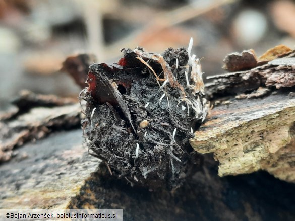 Xylaria carpophila