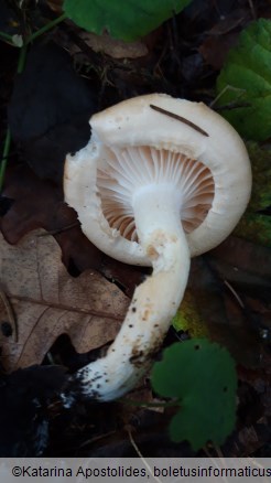 Hygrophorus nemoreus