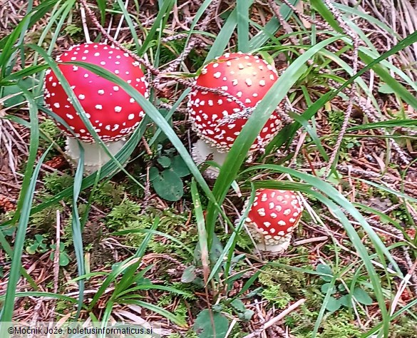 Amanita muscaria