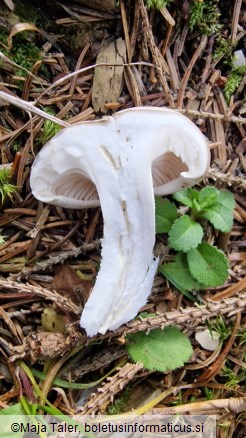 Hygrophorus agathosmus