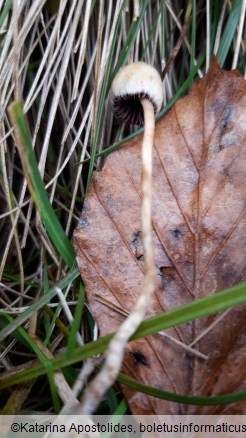 Psilocybe semilanceata