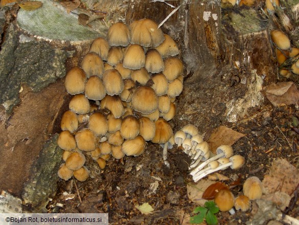 Coprinus micaceus