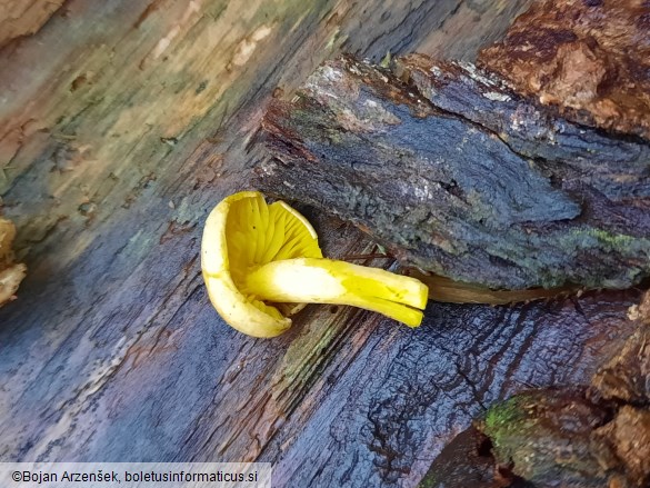 Tricholoma sulphureum