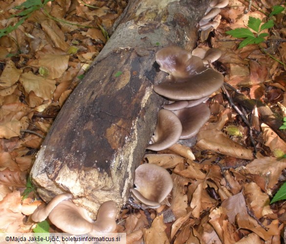 Pleurotus ostreatus