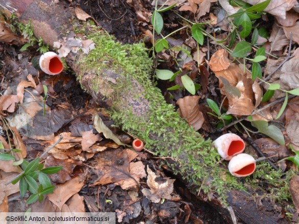 Sarcoscypha austriaca