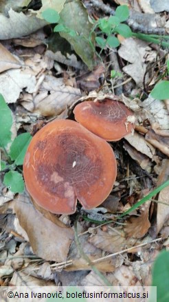 Lactarius volemus