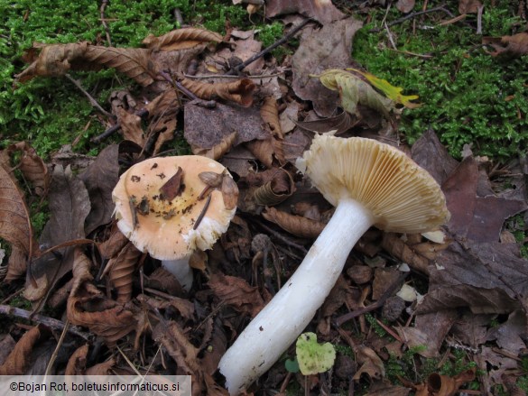 Russula risigallina f. chamaeleontina