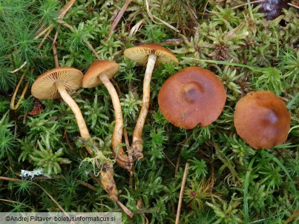 Cortinarius uliginosus